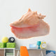 Conch Shell