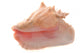 Conch Shell