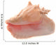 Conch Shell