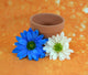 Blue and White Daisies