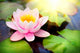 Blooming Floating Waterlilly Closeup