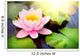 Blooming Floating Waterlilly Closeup