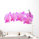 Row of Orchids Wall Decal