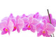 Row of Orchids Wall Decal