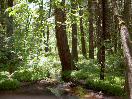 Yosemite Forest Wall Mural