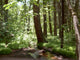Yosemite Forest Wall Mural