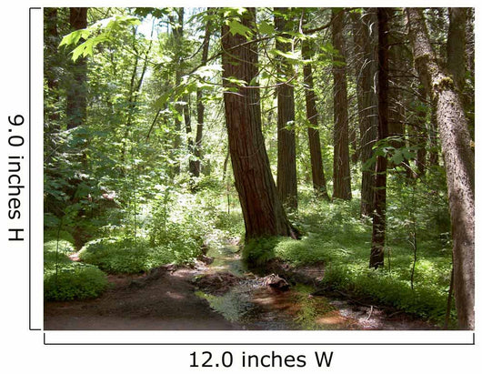 Yosemite Forest Wall Mural