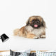 Pekinese Dog Portrait Wall Decal