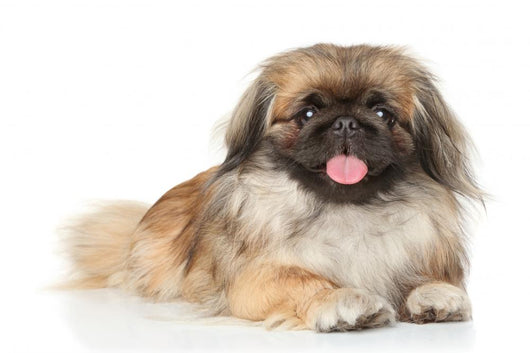 Pekinese Dog Portrait Wall Decal