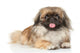 Pekinese Dog Portrait Wall Decal
