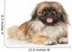 Pekinese Dog Portrait Wall Decal