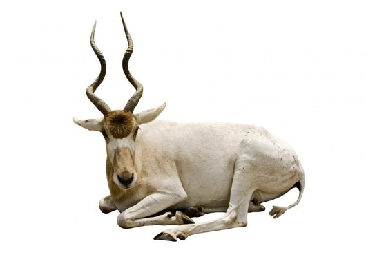 Horned Wall Decal