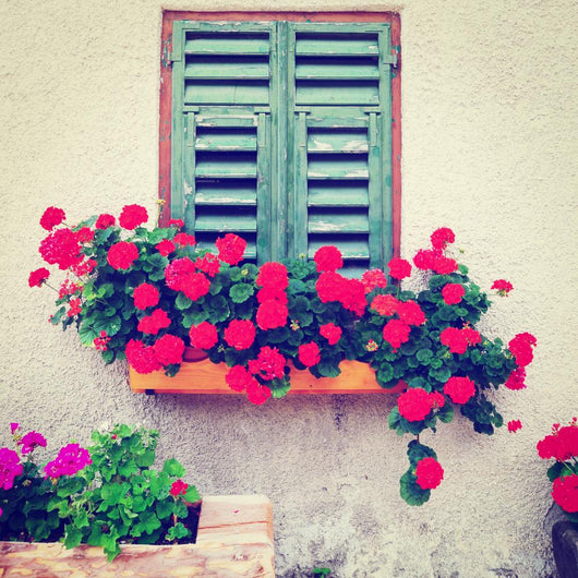 Window