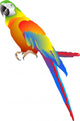 Parrot Wall Decal