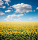 Sunflower Field Wall Mural