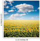 Sunflower Field Wall Mural