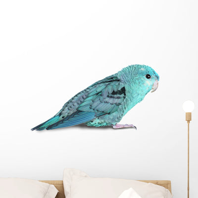 Blue Lineolated Parakeet Wall Decal shown on a wall