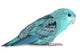 Blue lineolated parakeet Wall Decal