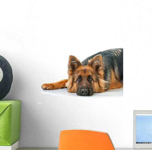 Portrait German Shepherd Dog