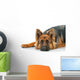 Portrait German Shepherd Dog