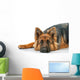 Portrait German Shepherd Dog