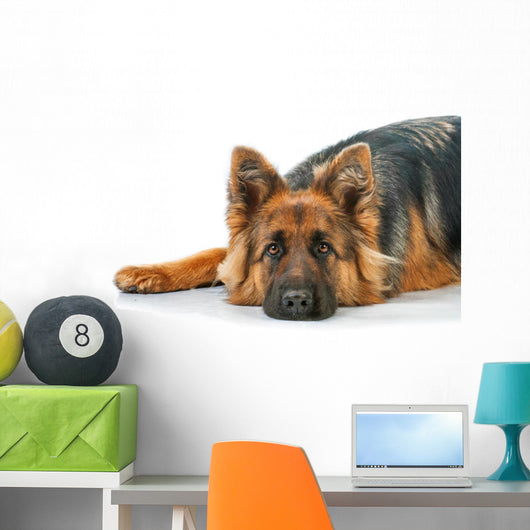 Portrait German Shepherd Dog