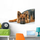 Portrait German Shepherd Dog