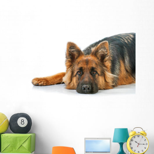 Portrait German Shepherd Dog