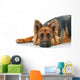 Portrait German Shepherd Dog