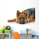 Portrait German Shepherd Dog