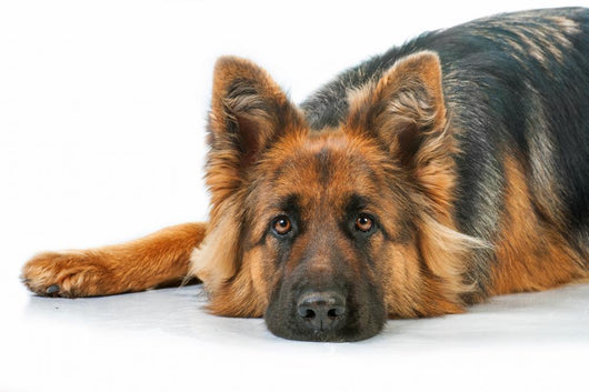 Portrait German Shepherd Dog