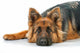 Portrait German Shepherd Dog