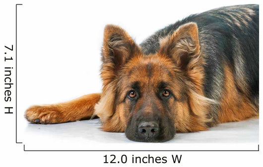 Portrait German Shepherd Dog