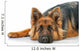 Portrait German Shepherd Dog