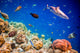 Tropical Coral Reef