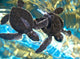Two Baby Sea Turtles Swimming in Water Wall Mural