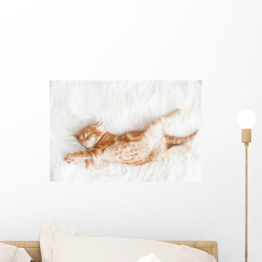 Red Kitten Stretched Out Wall Decal