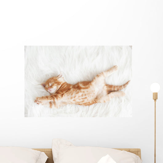 Red Kitten Stretched Out Wall Decal