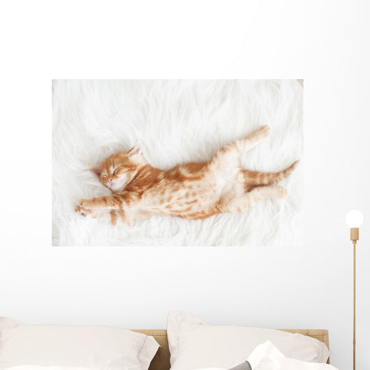 Red Kitten Stretched Out Wall Decal