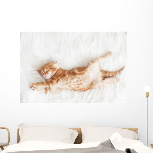 Red Kitten Stretched Out Wall Decal