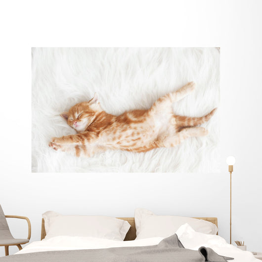 Red Kitten Stretched Out Wall Decal