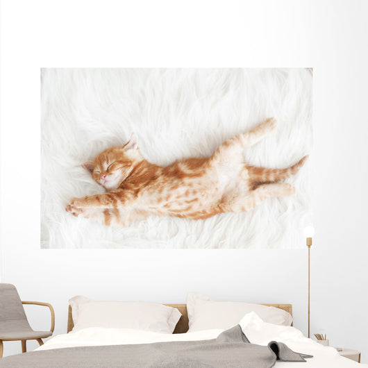 Red Kitten Stretched Out Wall Decal