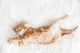 Red Kitten Stretched Out Wall Decal