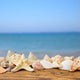 Seashells