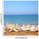 Seashells