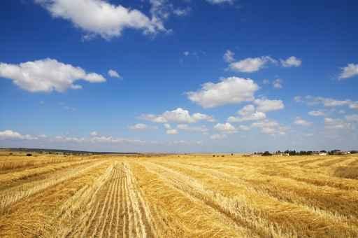 Harvest Time Wall Decal