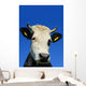 Head Cow against Sky