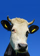 Head Cow against Sky