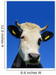 Head Cow against Sky