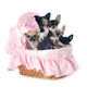 Puppies Chihuahua Wall Decal